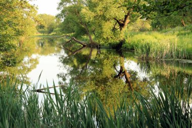 gölet ile yaz peyzaj