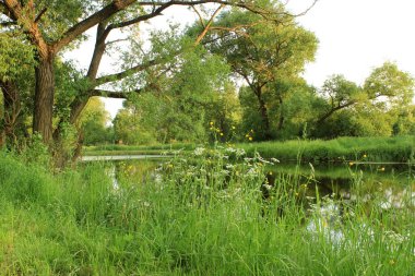 gölet ile yaz peyzaj