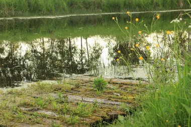 gölet ile yaz peyzaj