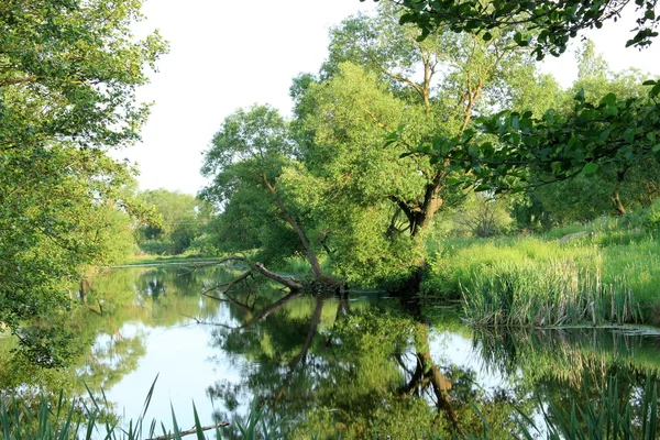 Paisaje de verano con estanque — Foto de Stock
