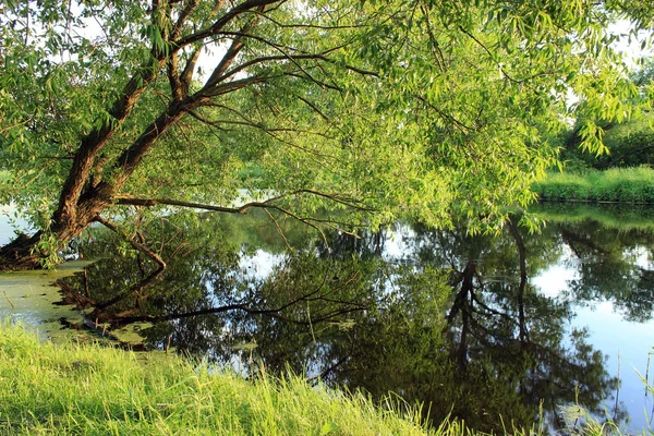 池での夏の風景 — ストック写真