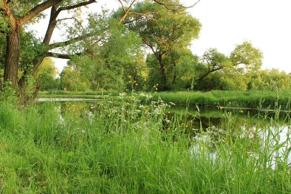 Paisaje de verano con estanque — Foto de Stock