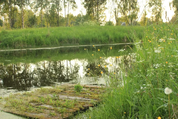 Sommerlandschaft mit Teich — Stockfoto