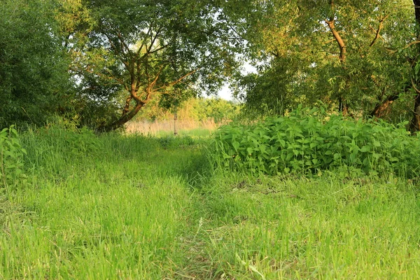 Wiese mit Wildblumen — Stockfoto