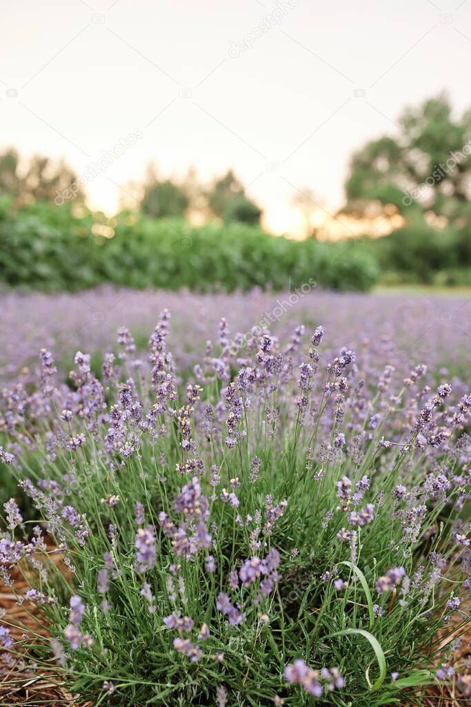 Lavender field at sunset. Beautiful blossoming lavender bushes rows in village. 