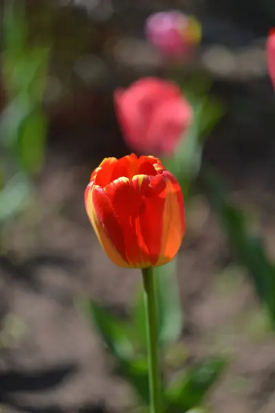 Red Tulip Flower Macro Photography — Stock Photo, Image