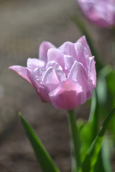 Purple Tulip Flower Macro Photography — Stock Photo, Image