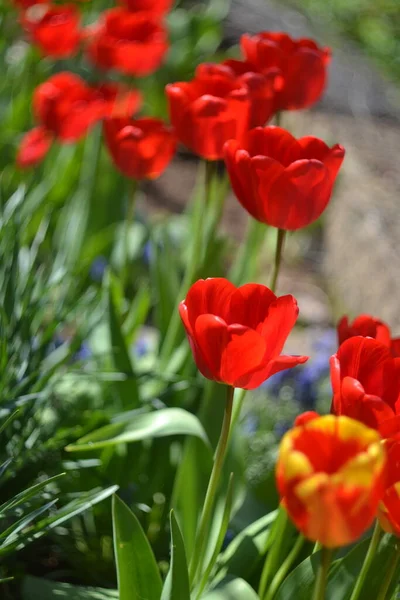 Red Tulip Macro Photography — Stock Photo, Image