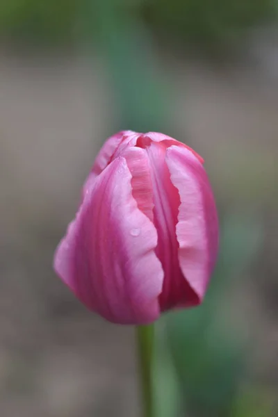 Pink Tulip Blooming Spring Flower Pale Pink Stripes — Stock Photo, Image