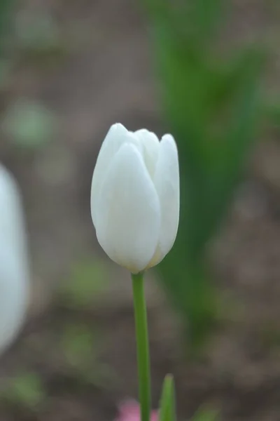 Tulipa Luz Branca Jardim — Fotografia de Stock