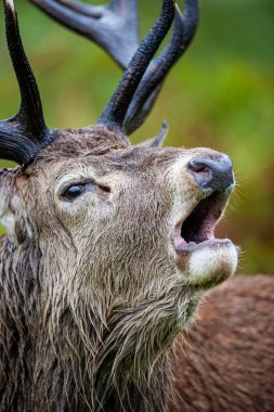 Geyik monotonluğu sırasında bir kızıl geyiğin kükremesine yaklaş.