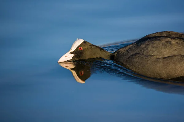 Dişi ördekler onun bölgesine doğru yüzerken kırmızı armalı erkek ördek duruşu.
