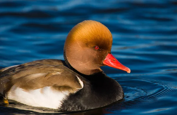 Dişi ördekler onun bölgesine doğru yüzerken kırmızı armalı erkek ördek duruşu.