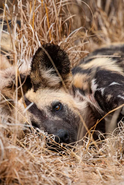 Afrika Vahşi Köpekleri Güney Afrika Kruger Ulusal Parkı 'nın çayırlarında dinleniyor.