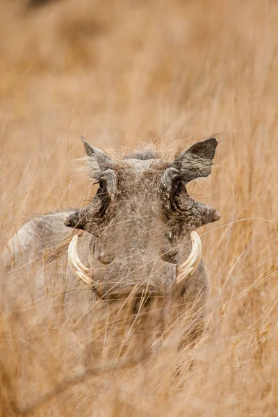 Afrika 'nın otlaklarında yaban domuzu arıyor.