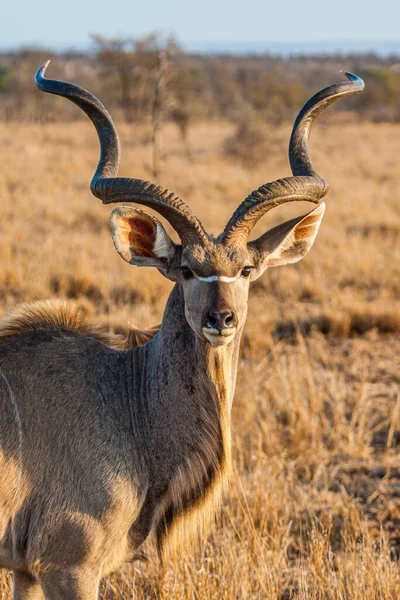 Daha büyük Kudu erkeği, Afrika 'nın açık otlaklarında duruyor.