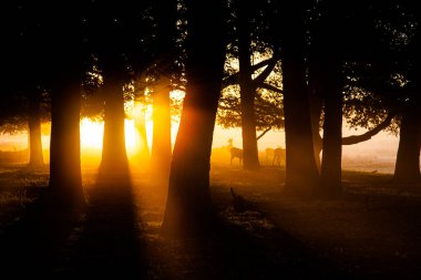 Ağaçların arasından süzülen güneş ışınları