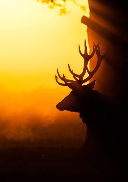Kızıl Geyik 'in silueti sabahın erken saatlerinde sisli