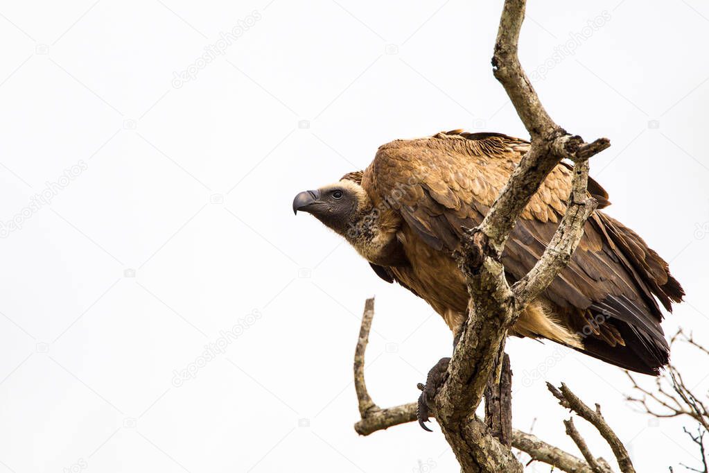 Lone White-backed Vulture looking out over the African b