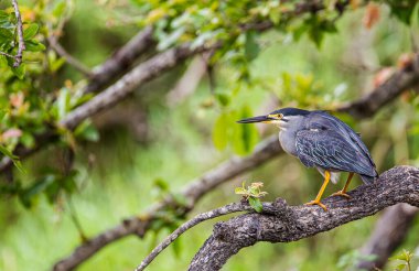 Suyun kenarındaki bir dala tünemiş yeşil sırtlı balıkçıl.