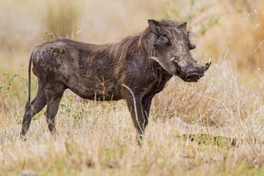 Yaban domuzu çamur banyosundan dönüyor.