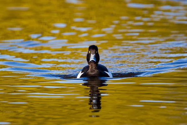 Tüylü ördek nehir kıyısına doğru yüzüyor.