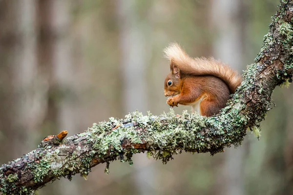 Cairngorm 'ların İskoç çam ağaçlarında yemek yiyen kırmızı sincaplar.