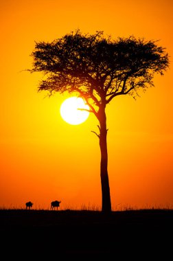 Masai Mara 'nın sonsuzluğunda gün batımı