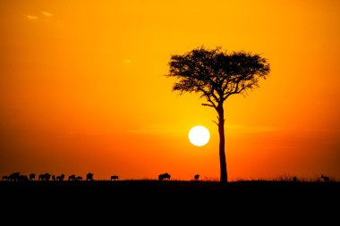 Masai Mara 'nın sonsuzluğunda gün batımı