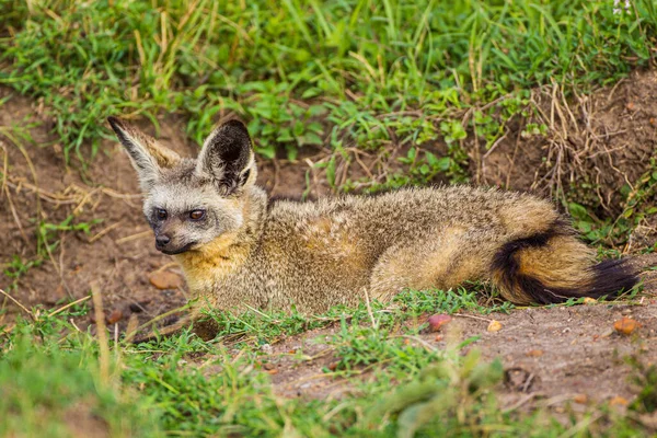 Bat-eared Fox resting at the mouth of its den