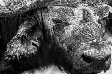 Afrika Bizonu yaklaşan aracın kokusunu almak için yaklaşır.