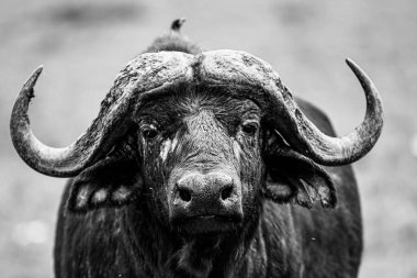 Objektife bakan Afrikalı bir bufalonun görüntüsünü kapat.