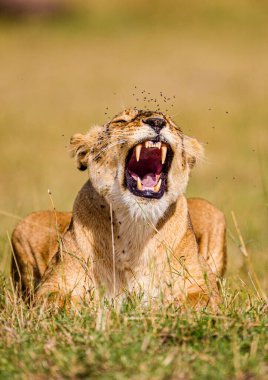 Dişi aslan bir sinek sürüsü tarafından taciz ediliyor.