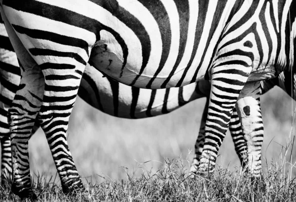 Burchell 'in Zebra çifti çayırlarda otluyor.