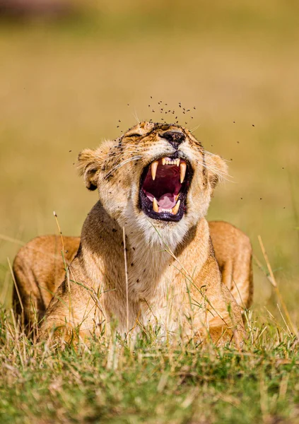 Dişi aslan bir sinek sürüsü tarafından taciz ediliyor.