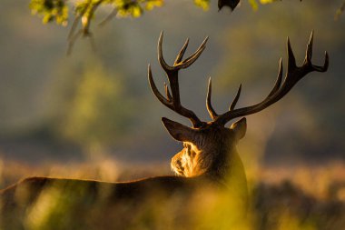 Yıllık geyik çiftliğinde kızıl geyik geyiği.