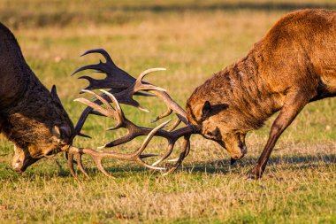 Yıllık geyik koşusunda kızıl geyikler