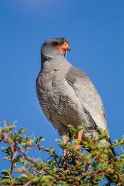 Soluk tenli Kara Şahin Kalahari Çölü 'ne bakan bir ağaca tünedi.