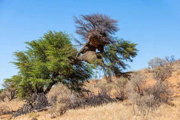 Kalahari 'deki ağaçlarda dev sosyetik dokumacı yuvası