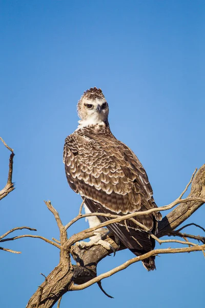 Genç Dövüş Kartalı Kalahari çölünde uçmayı öğreniyor.