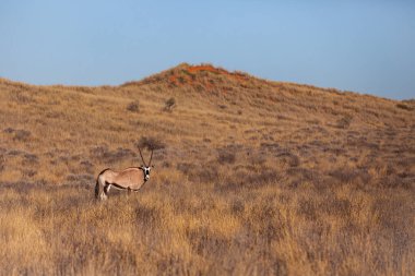 Gemsbok Kalahari çölünde otluyor.