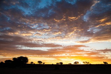Kalahari manzarası Kgalagadi Sınır Aşan Parkı 'nda çekildi