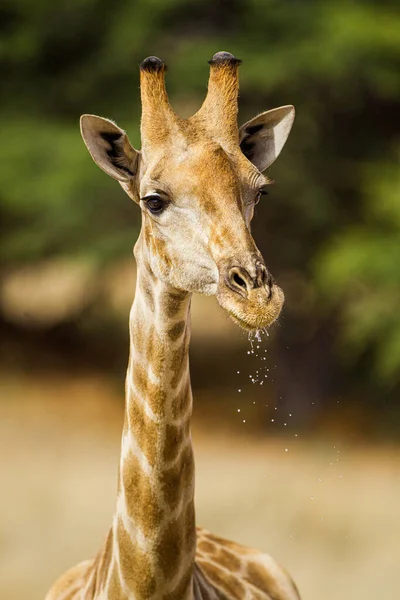 Girafa Água Potável Kalahari — Fotografia de Stock