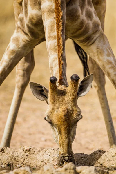 Giraffe Drinking Waterhole Kalahari Desert — Stock Photo, Image