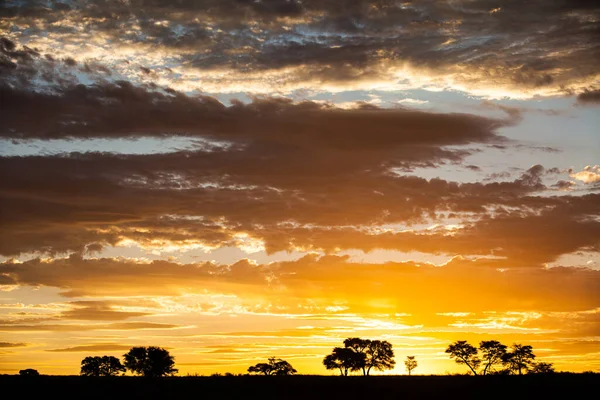 Paysage Kalahari Dans Parc Transfrontalier Kgalagadi — Photo