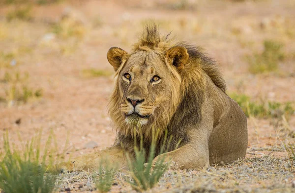 Ungt Svartmannat Lejon Vid Ett Vattenhål Kalahari — Stockfoto