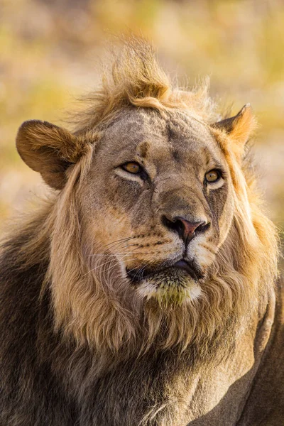 Jonge Zwarte Leeuw Bij Een Waterpoel Kalahari — Stockfoto
