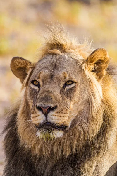 Ungt Svartmannat Lejon Vid Ett Vattenhål Kalahari — Stockfoto