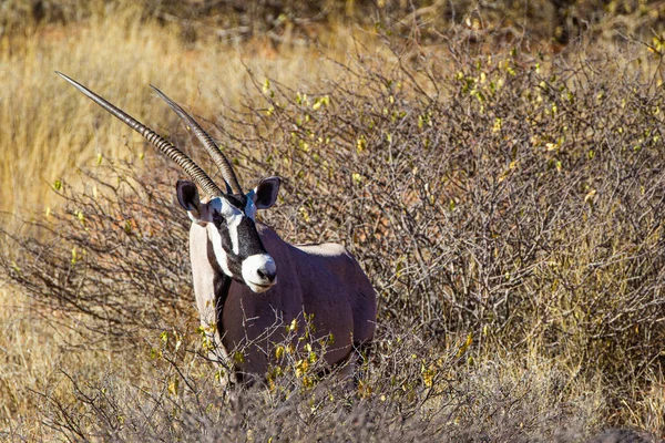 Gemsbok Grazing Kalahari Desert — Stock Photo, Image