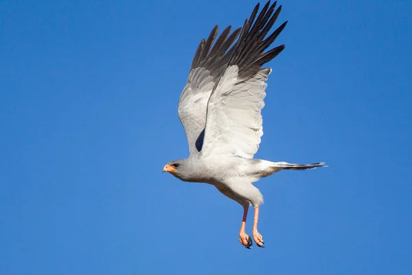 Sápadt Kántáló Goshawk Repül Kalahári Sivatag Felett — Stock Fotó